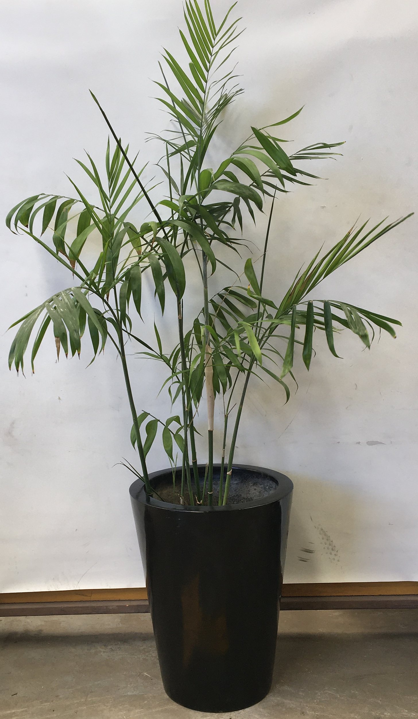 Bamboo Palm (Chamaedorea Seifrizii) - Lot 1198409 | ALLBIDS