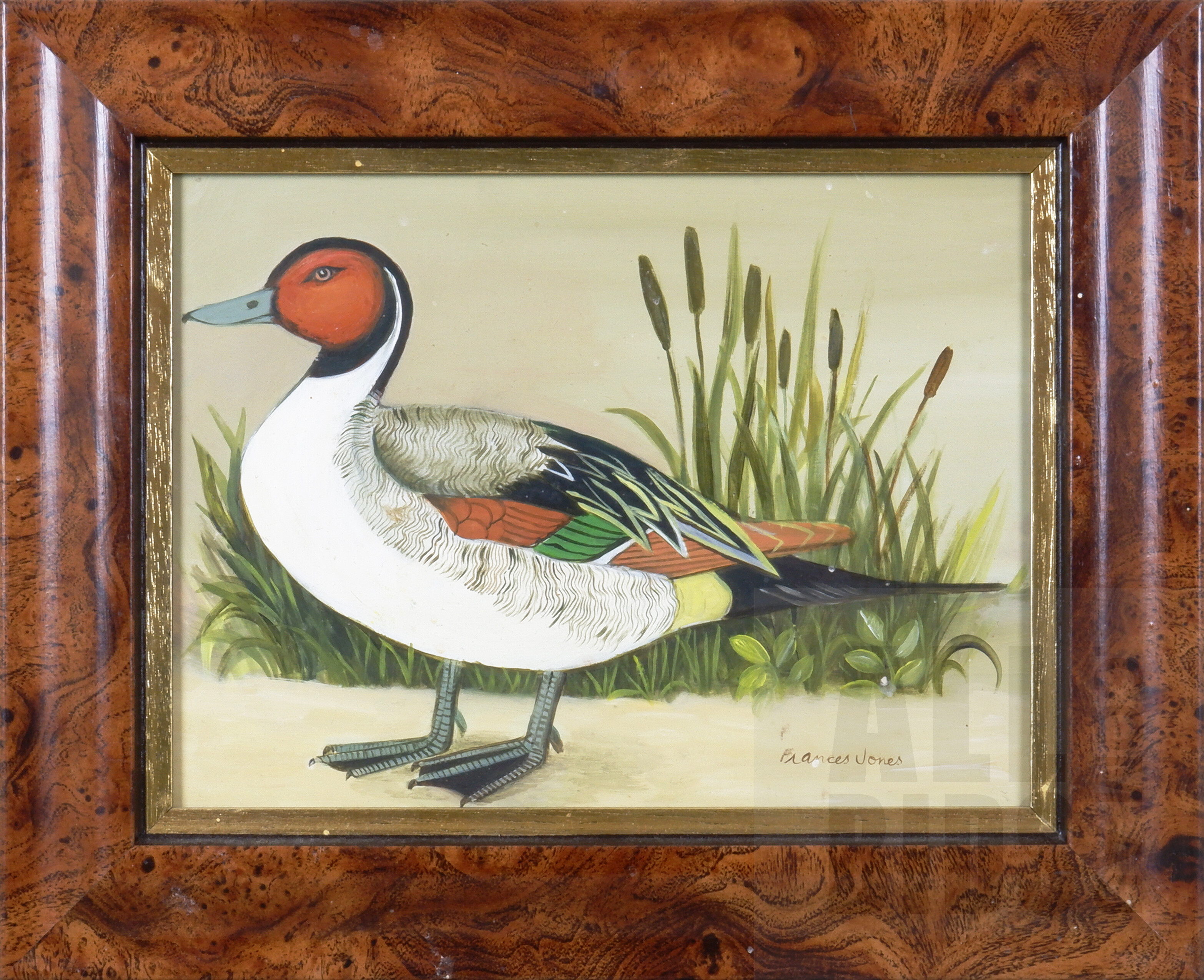 'Frances Jones (1923-1999), Pintail Duck, Oil on Board, 14 x 19 cm'