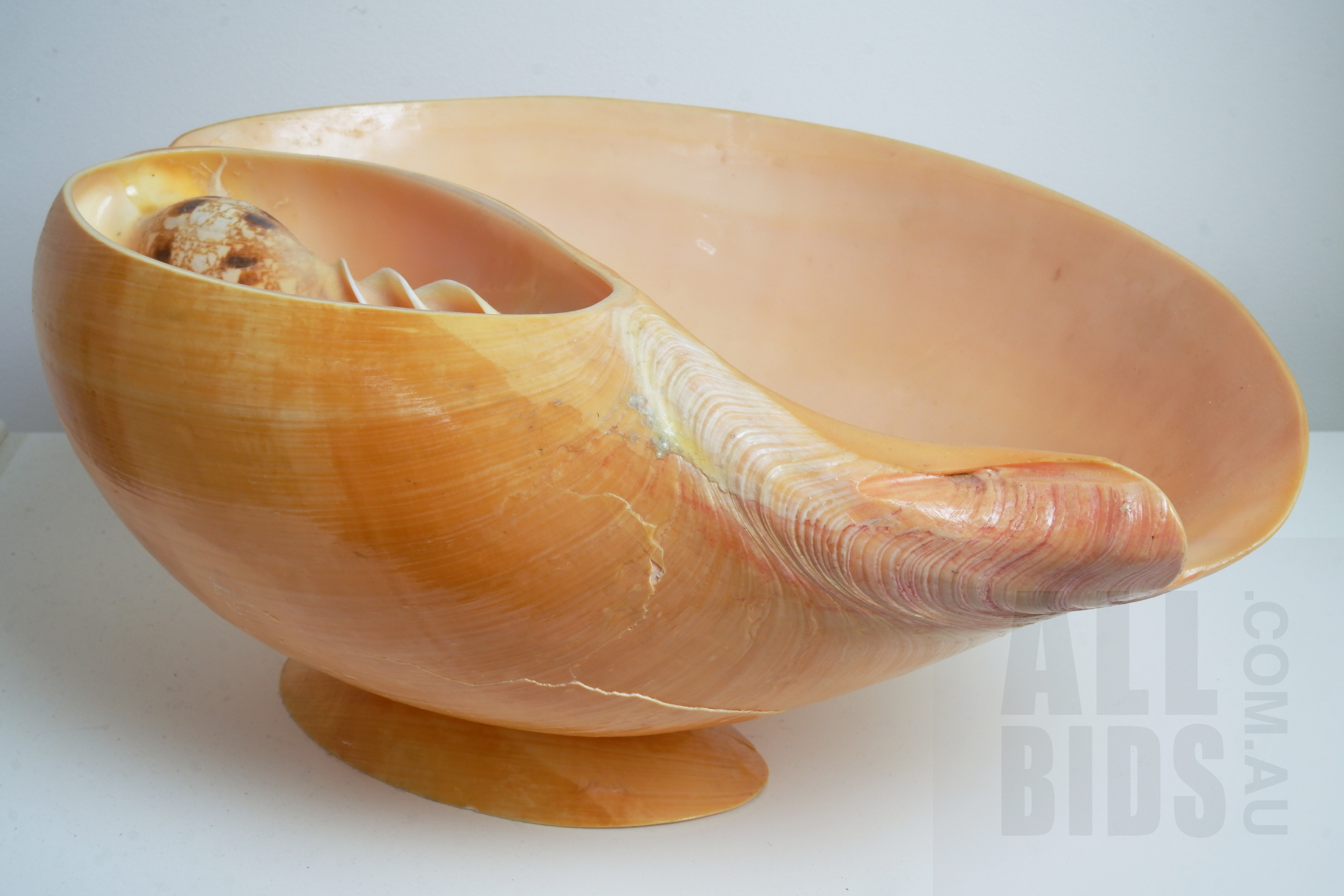 'Large Conch Shell Bowl'
