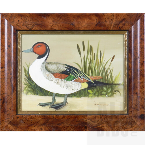 Frances Jones (1923-1999), Pintail Duck, Oil on Board, 14 x 19 cm